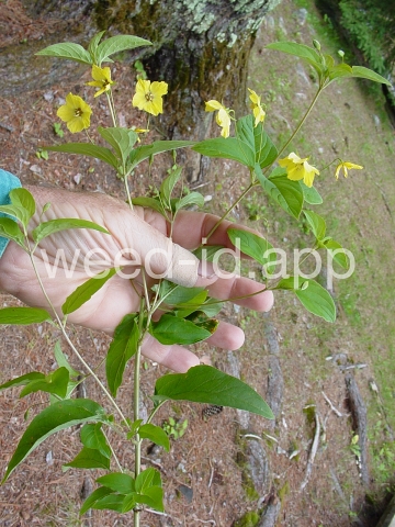 loosestrife, fringed